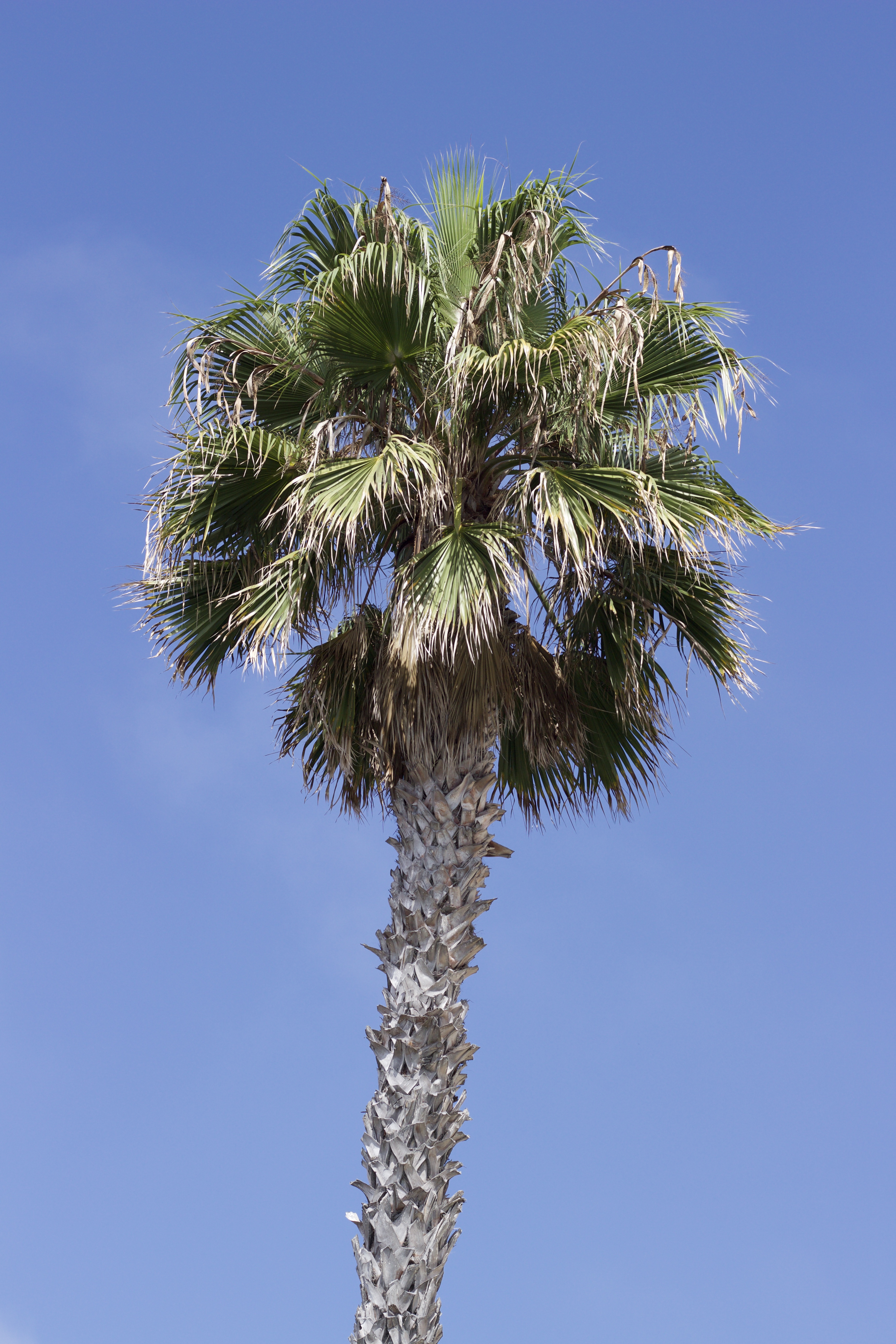 san diego palm tree