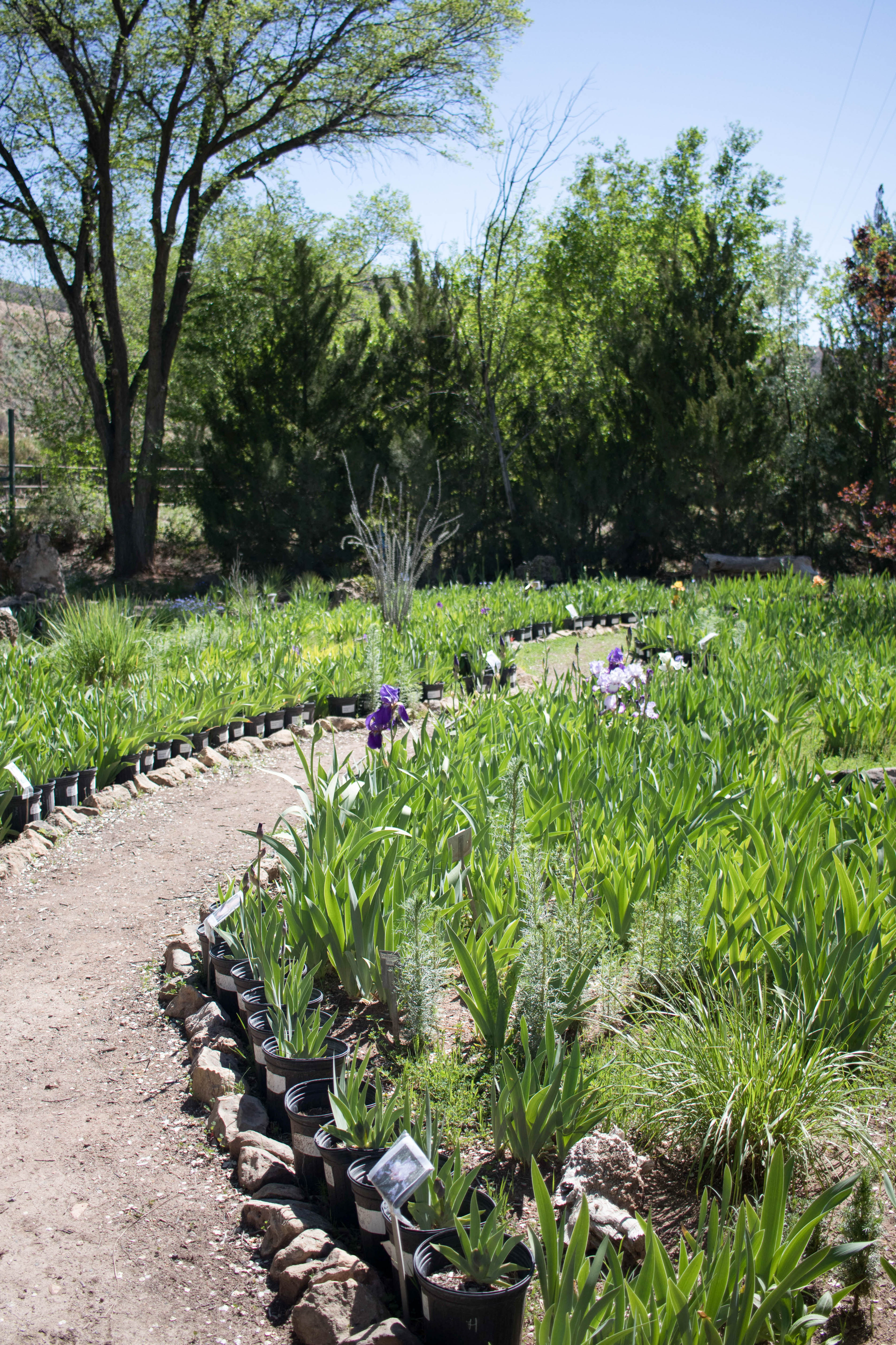 hondo iris farm Ruidoso New Mexico #irisfarm #flowers #iris