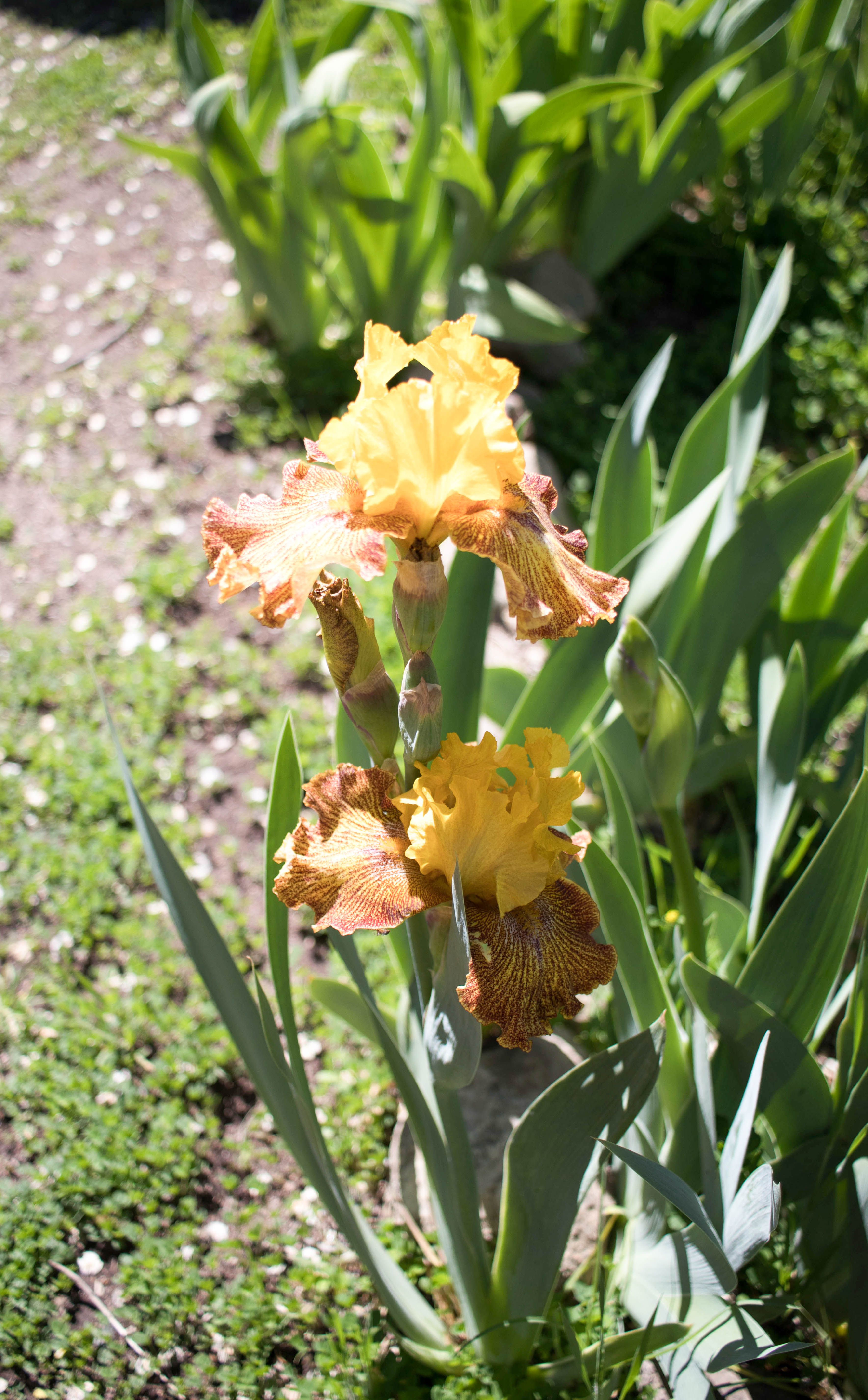 hondo iris farm New Mexico #iris #flowerfarm #flowers