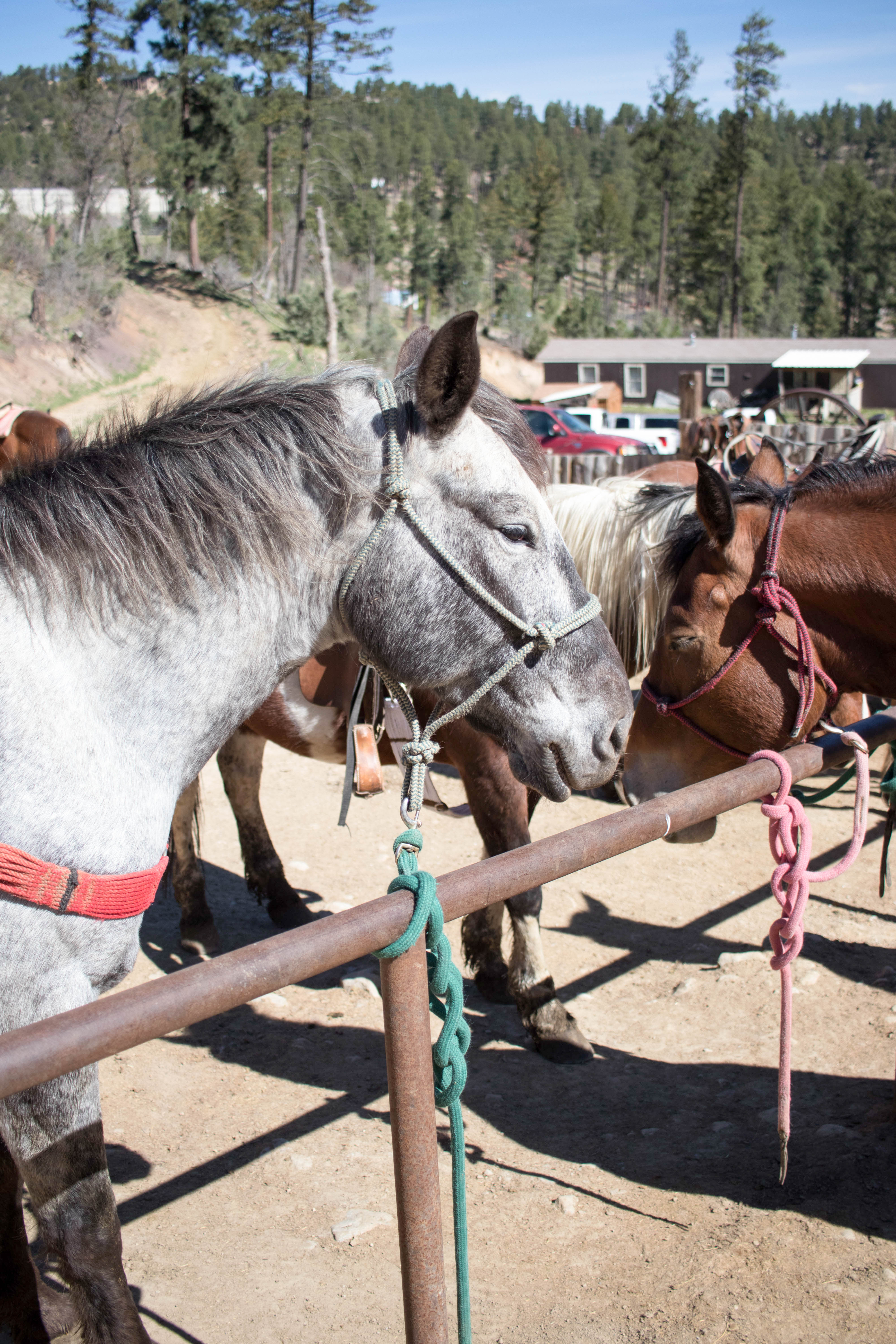 grindstone stables pony rides Ruidoso New Mexico #horses #ponyrides #ruidoso